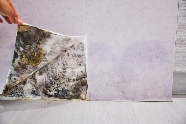 Best Commercial Mold Removal  in Sharon Hill, PA